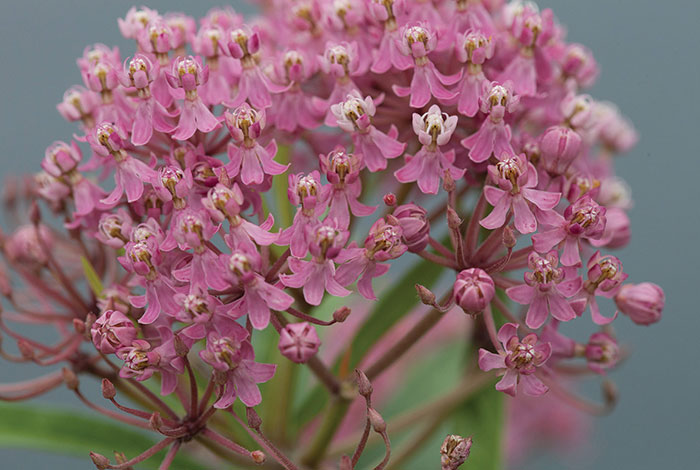 Purple-pink milkweed flowers.