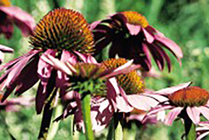 Flowers with a large reddish cone in the center and pink petals drooping.