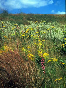 Scene from a Tallgrass Prairie.