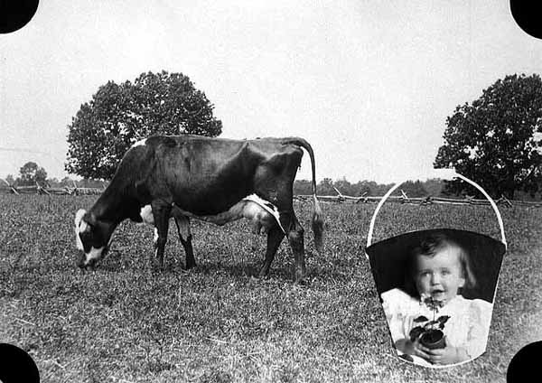 Photo of a grazing cow