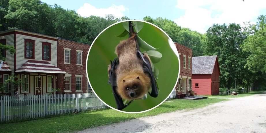 Bat Festival at Historic Forestville