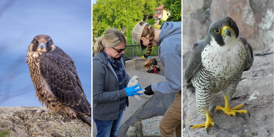 Peregrines of the North Shore at Split Rock Lighthouse