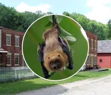Bat Festival at Historic Forestville