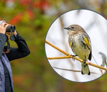 Warbler Walks Forest History Center