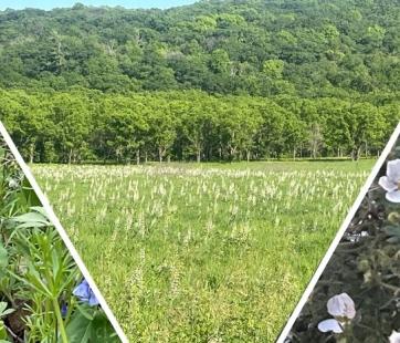 Native Prairie Hike Historic Forestville